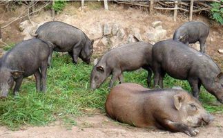 三种常见的养猪场地有猫腻,养猪户不注意要吃大亏