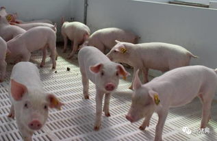 保育阶段很关键,保育猪的饲养管理要到位