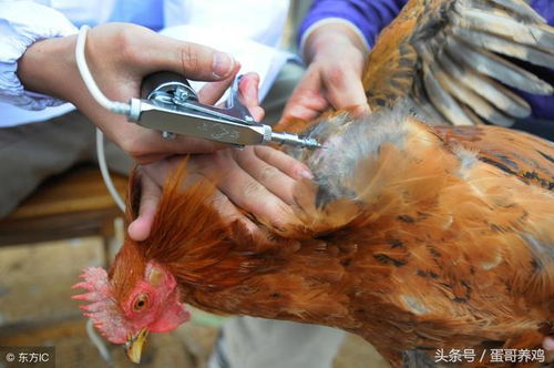 老兽医 六种治疗家禽病毒性疾病的药物及使用注意,农村养户收藏