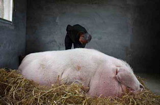 老汉养一只猪养了五年,重达七百多斤,可卖的时候他却泣不成声