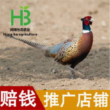 特种山鸡价格 特种山鸡批发 特种山鸡厂家 Hc360慧聪网